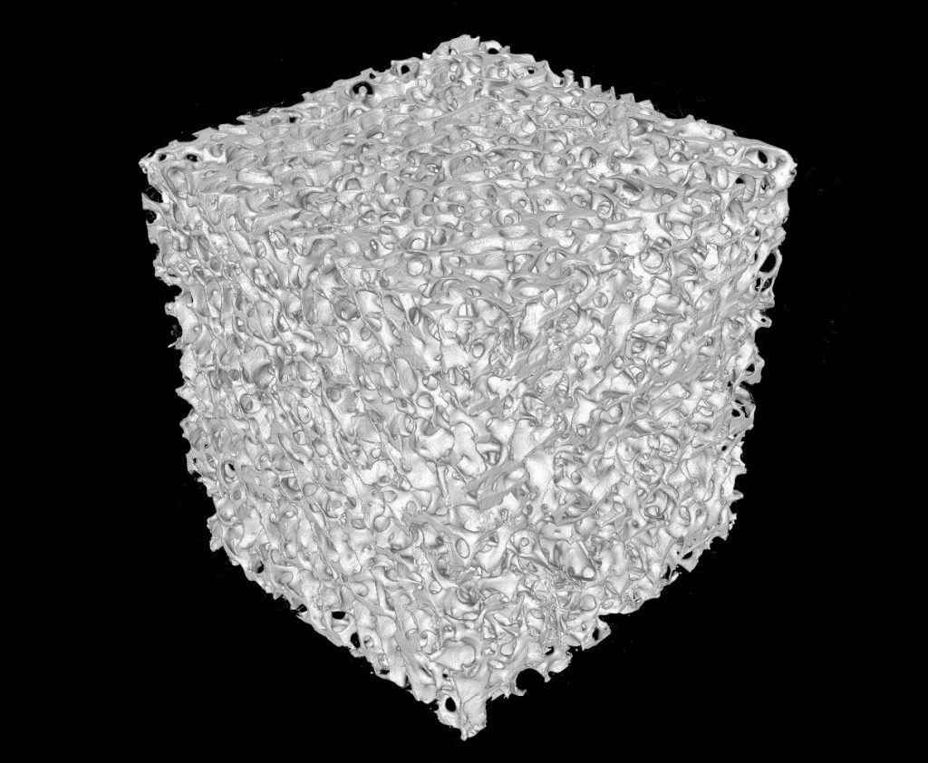 ウシ海綿骨3D画像