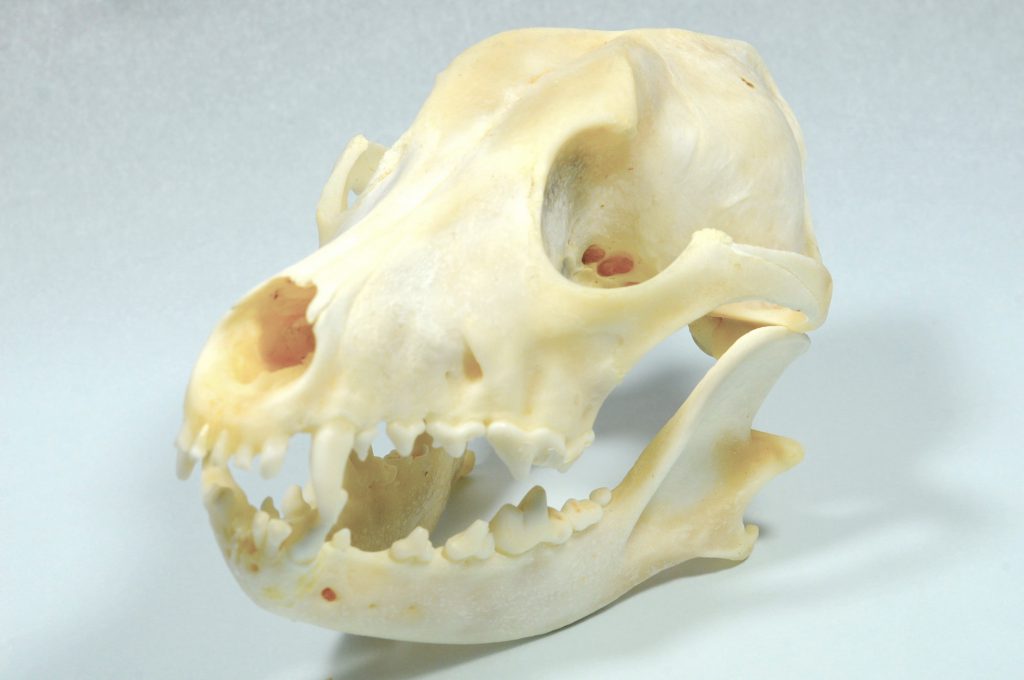 骨格標本