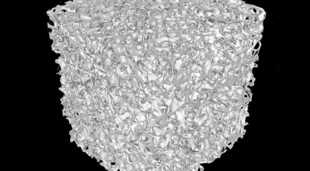 ウシ海綿骨3D画像